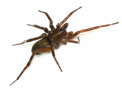 Liocranum rupicola